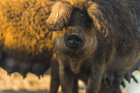Mother Mangalica pig looking straight into the camera . High quality photo