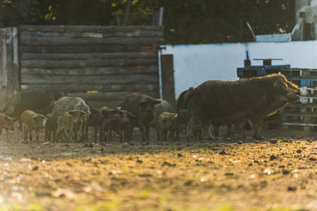 A herd of Mangalica pigs on a morning walk outdoors at organic farm. High quality photo
