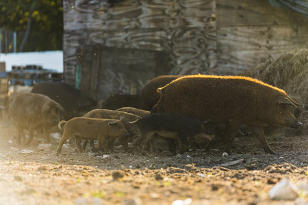 Mangalica adult pigs and piglets running outdoors on a farm . High quality photoの写真素材