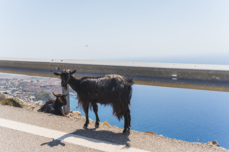 black goat standing on the road, sea on the background. High quality photoの写真素材