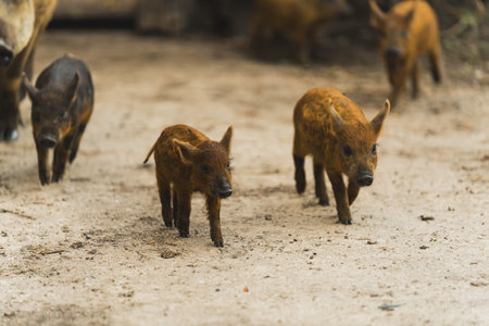 Free range little Mangalitsa piglets outside on organic farm. High quality photoの写真素材
