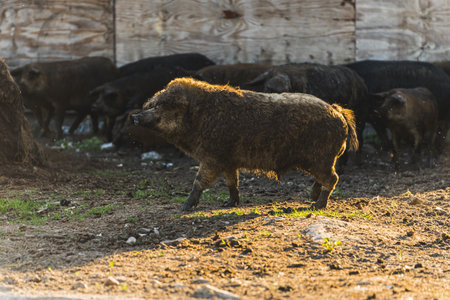 Hungarian pigs outdoors on organic farm . High quality photoの写真素材