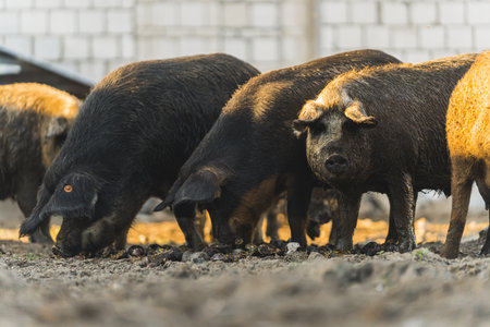 Group of Mangalica pigs eating outside on an organic farm. High quality photoの写真素材
