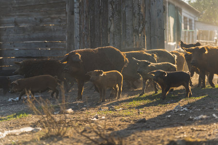 Group of Mangalica pigs and piglets running free on farm land in the sun. High quality photoの写真素材