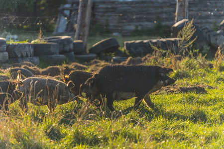 Mangalica pigs outside on pasture in the morning sun. High quality photoの写真素材