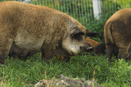 Brown Mangalica pigs grazing in pasture, organic farming . High quality photoの写真素材