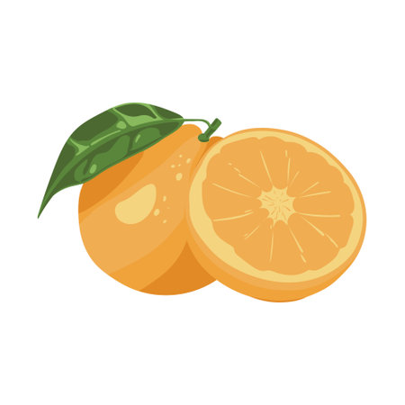 fresh orange sliced the tropical fruits illustrationのイラスト素材