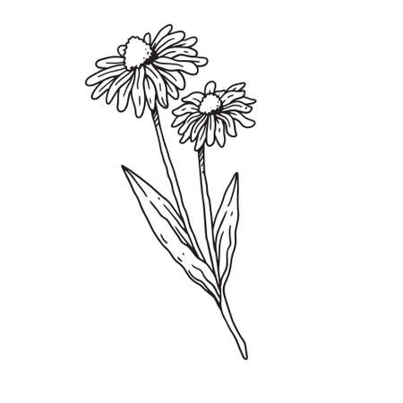 a beautiful outline illustration of daisy with stem flowerのイラスト素材