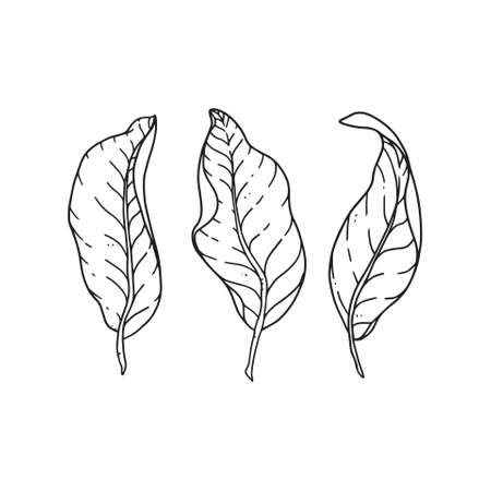 ornamental flower leaves illustration in outline uncoloredのイラスト素材