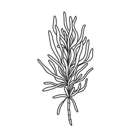 ornamental house plant illustration in outline uncoloredのイラスト素材