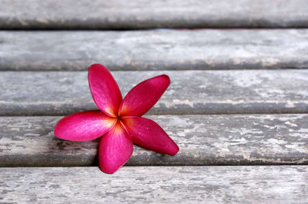 plumeriaの写真素材