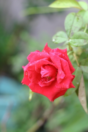 my roseの写真素材