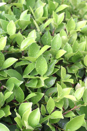 green freshの写真素材