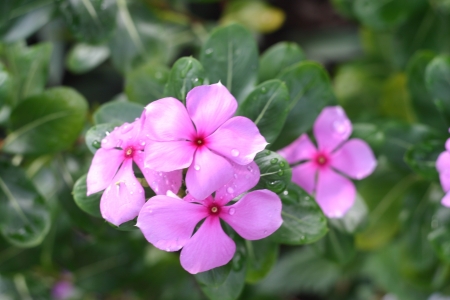 catharanthus roseusの写真素材