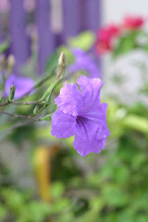 fence side flowersの写真素材