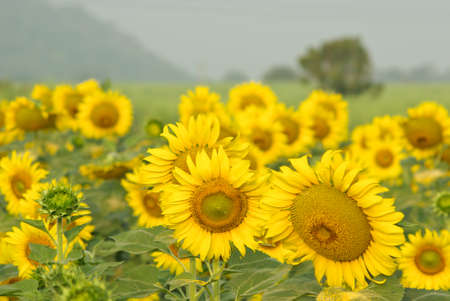 sunflowers on the fieldsの写真素材
