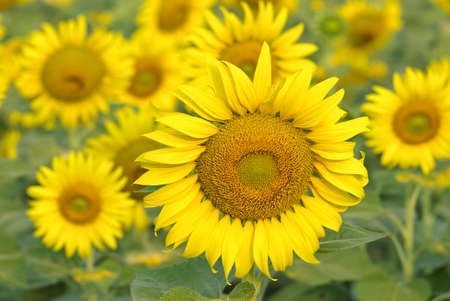 common sunflowerの写真素材