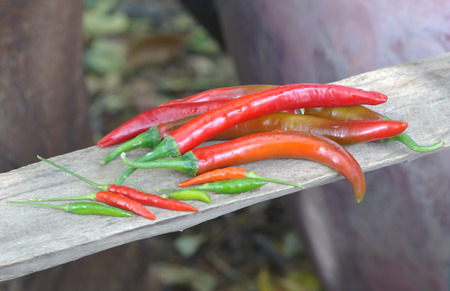 bush red pepperの写真素材
