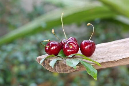 cherry in gardenの写真素材