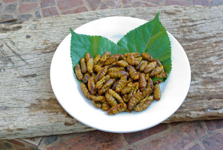 fried pupa の写真素材
