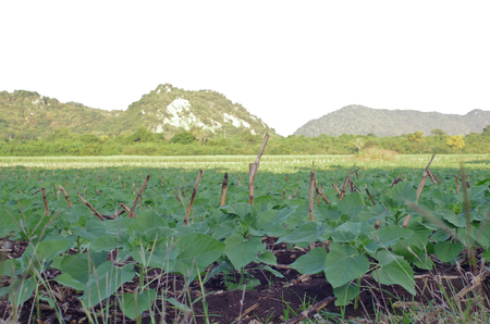 sunflower fieldsの写真素材