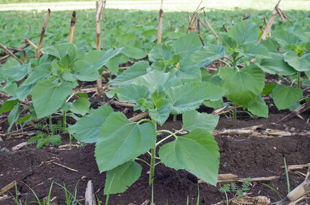 sunflower seedlingの写真素材