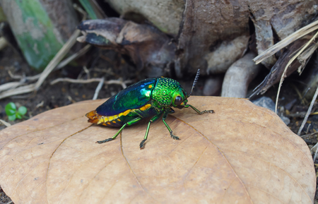 scarab beetleの写真素材