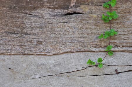 old wood wall backgroundの写真素材