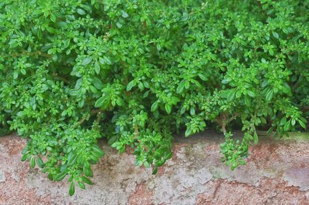 bush backgroundの写真素材