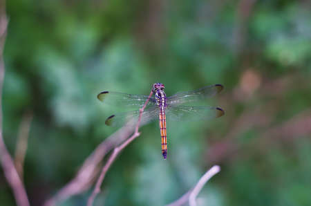 dragonfly in the forestの写真素材
