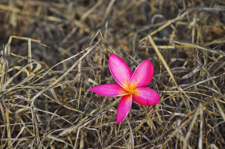 flower backgroundの写真素材