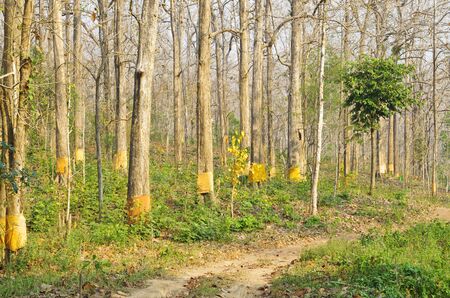 forest and conservationの写真素材