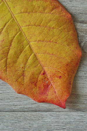 leaf shape backgroundの写真素材