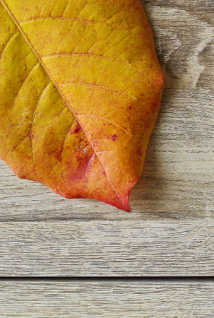 yellow leaf on wood floorの写真素材