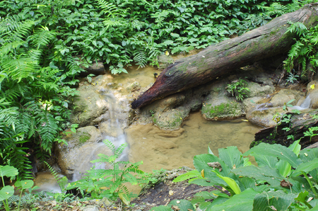 pond in forestの写真素材