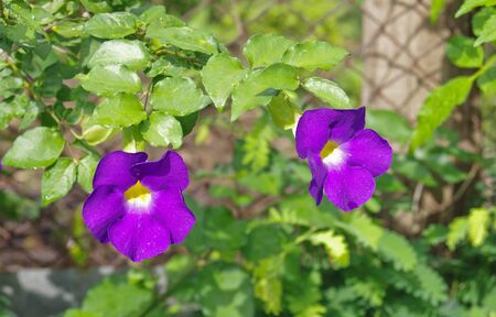 clock vine backgroundの写真素材