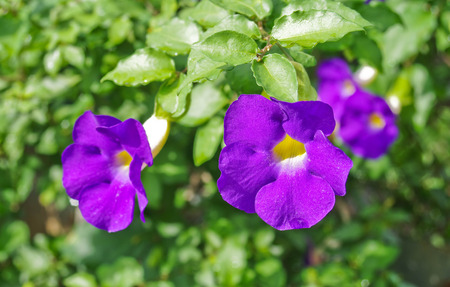 clock vine in morningの写真素材
