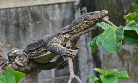 water monitor on treeの写真素材