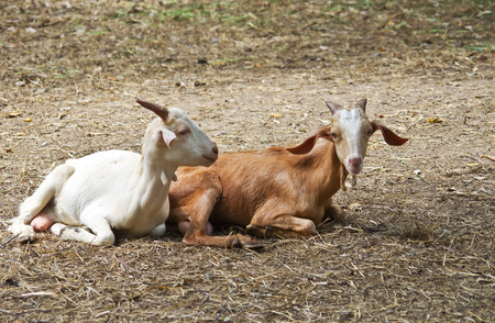 little goatsの写真素材