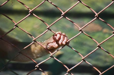 freedom for wild animalの写真素材