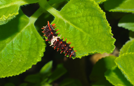 worm in forestの写真素材