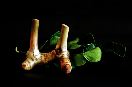 herbal plant on black backgroundの写真素材