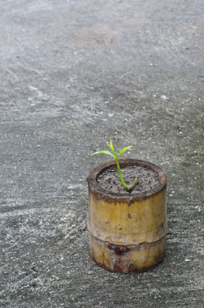 bamboo pot for nursery plantsの写真素材