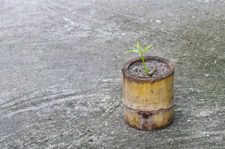 nursery pot by bambooの写真素材