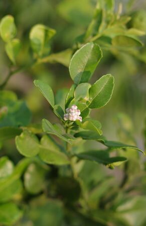 herbal flower in summer seasonの写真素材