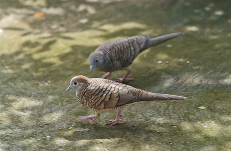 Zebra dove on street in parkの写真素材