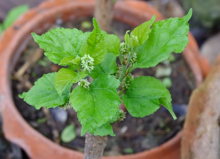 mulberry tree to sproutの写真素材
