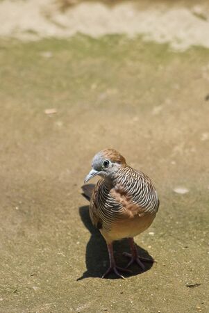 java dove in cityの写真素材