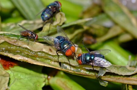 fly on pile of garbage from kitchenの写真素材