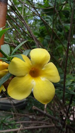 beaufitul yellow flower